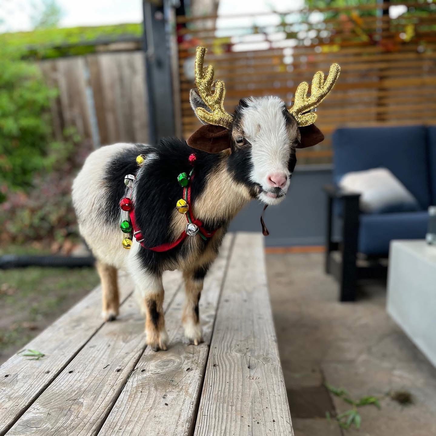 582334263 1506218001511427 1640966205836918940 n